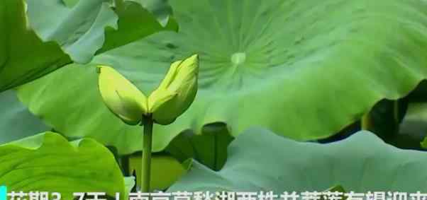 南京莫愁湖现两株并蒂莲 到底是怎么样感觉怎么样