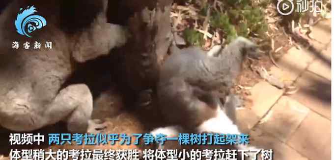 太魔性！考拉打架打输 蹲树下“狂嚎”到声音沙哑 网友：委屈了