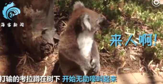 考拉打架打输嚎哭到声音沙哑 网友：可怜无助 也很可爱！