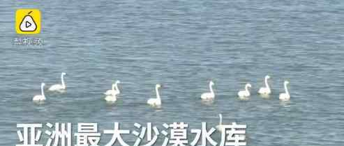 亚洲最大沙漠水库变身天鹅湖 天鹅湖什么样
