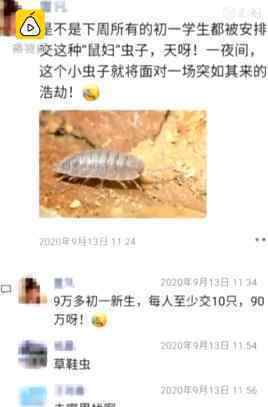 昆明9万学生全城找鼠妇做实验 到底什么情况