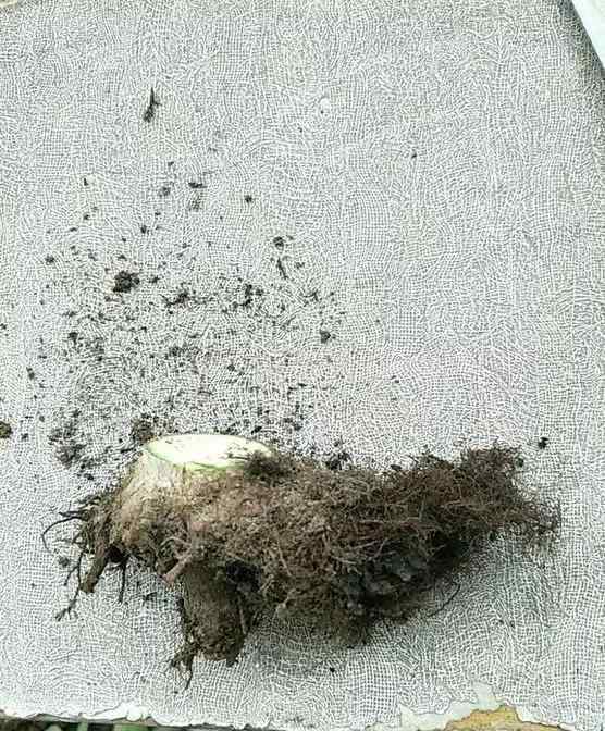 发财树死了怎么救活 金钱树发财树快死了也别扔，简单1招，1个月后又爆盆