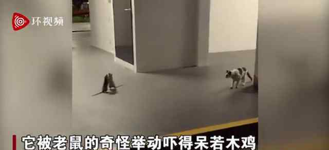 两只老鼠站立互殴一旁猫咪被吓傻 究竟发生了什么