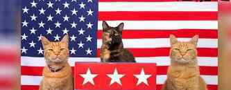 去世12年的猫收到选民登记表 真是有趣
