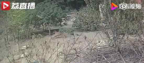 养鸡场丢300多只鸡 小偷是只金毛 什么情况