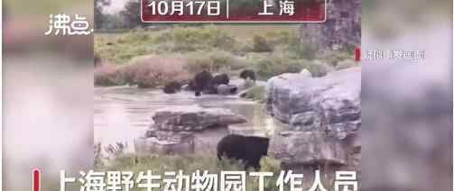 游客讲述上海野生动物园游览经历 场面触目惊心