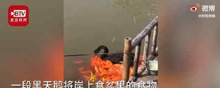 黑天鹅衔食喂锦鲤背后原因 真相大曝光