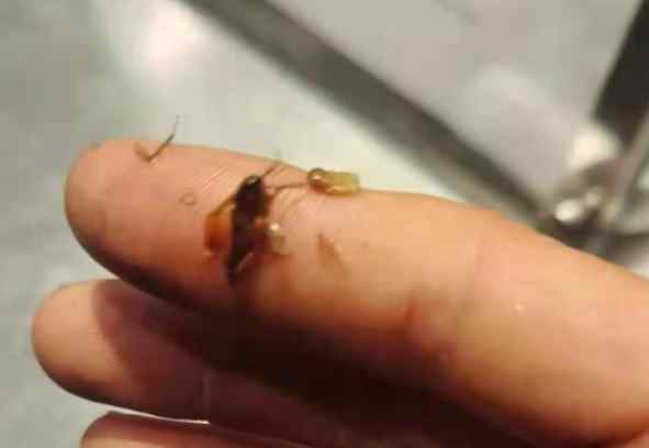 奶茶店1点点又出事！顾客喝出黑虫 当场呕吐不止