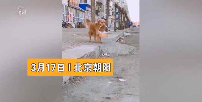 金毛发现家中毛毯着火 一番操作惊呆众人！网友直呼：这狗救了全家