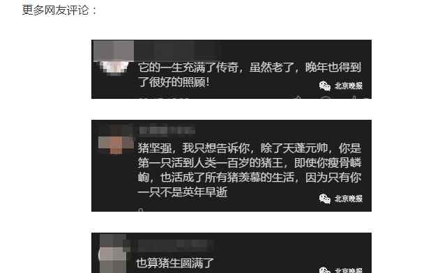 14岁猪坚强瘦骨嶙峋无法站立?饲养员回应 究竟发生了什么?