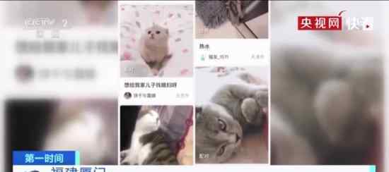 央视曝云养猫骗局 具体怎么回事注意警惕高额回报诱惑