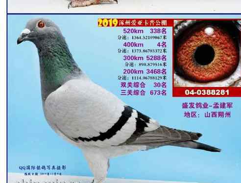 北国之春赛鸽公棚 赠送鸽友一羽鸽子，即作出公棚400公里冠军500公里亚军！