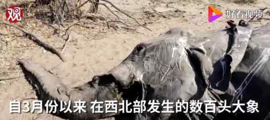 蓝藻细菌导致数百头大象死亡 具体是什么情况