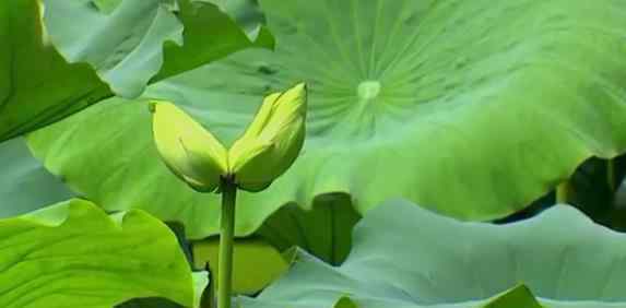 南京莫愁湖现两株并蒂莲 到底是怎么样感觉怎么样