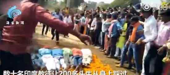 印度教徒趴地上让200多头牛踩 太奇葩了