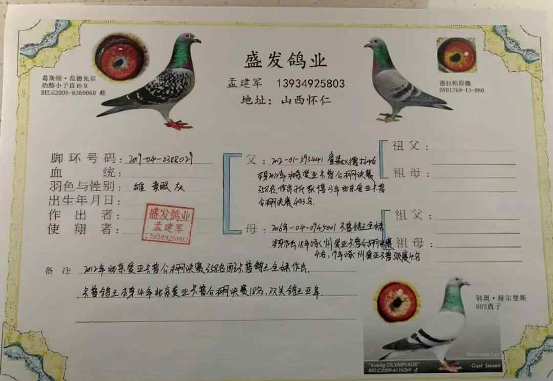 北国之春赛鸽公棚 赠送鸽友一羽鸽子，即作出公棚400公里冠军500公里亚军！