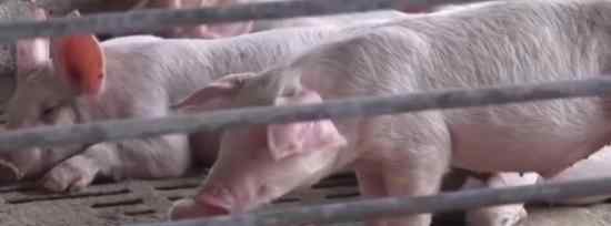 统计局回应猪肉价格翻倍 会采取多种措施保供稳价