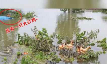 鸡群被洪水围困树枝7天 到底发生了什么