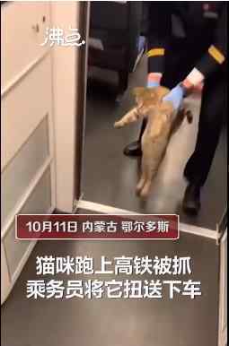 猫咪蹭坐高铁被强制送下车 这只猫萌化了呀