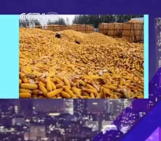 玉米价格每吨涨千元 目前价格是多少