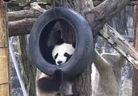 全球圈养大熊猫达600只 同比去年数量净增52只