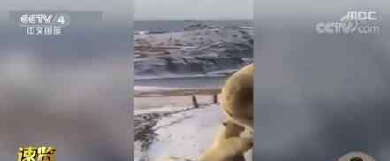 饥饿的北极熊打劫垃圾车 令人心酸的一幕