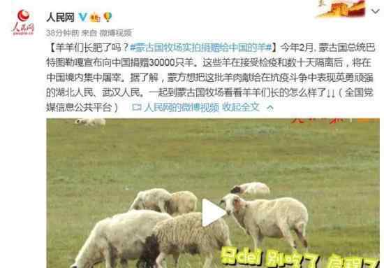 蒙古国牧场实拍捐赠给中国的羊 具体有多少