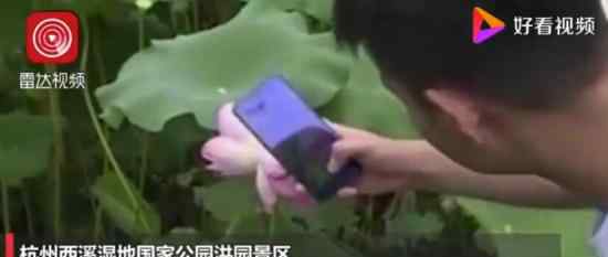 西溪湿地并蒂莲开花一天就被折 这是怎么回事