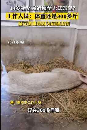 14岁猪坚强瘦骨嶙峋？饲养员回应：身体健康就是老了 对此大家怎么看？