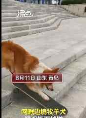 牧羊犬滑滑板下30级楼梯 被狗狗帅到了
