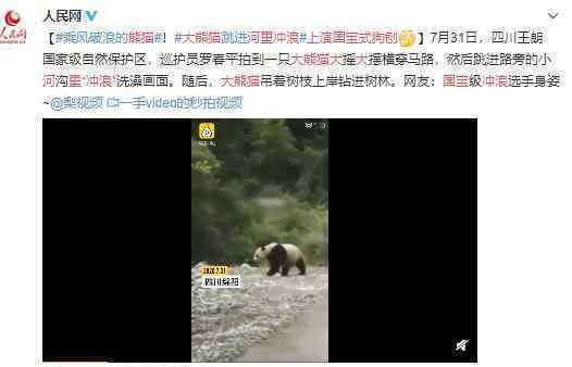 大熊猫河里冲浪上演国宝式狗刨 “国家级冲浪选手”