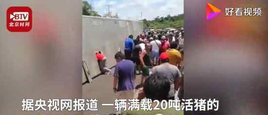 运猪车侧翻20吨活猪遭村民疯抢 具体是什么情况
