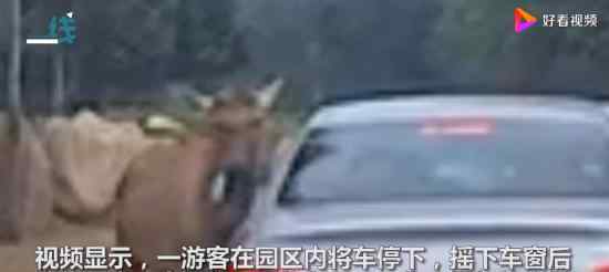 北京野生动物园游客疑喂动物口罩 什么情况