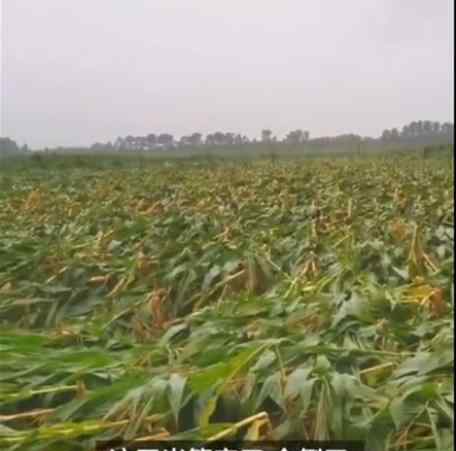 台风致吉林玉米大面积倒伏 损失巨大