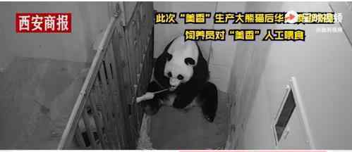 官方回应旅美大熊猫产后疑遭虐待 他们将如何解决这件事
