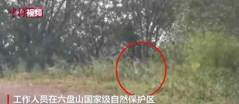 宁夏六盘山拍到金钱豹 简直稀世罕见啊