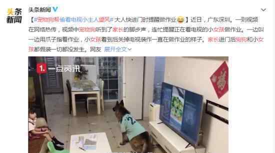 宠物狗帮女孩监听望风家长 具体是怎么回事