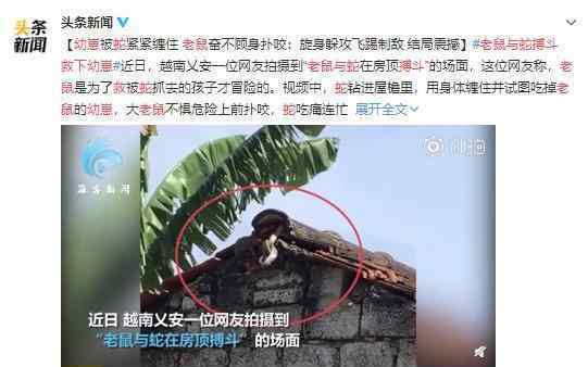 老鼠与蛇搏斗救下幼崽 母爱的力量太强大