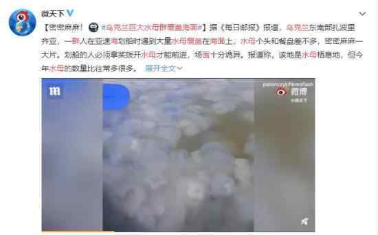 乌克兰巨大水母群覆盖海面 疑似海洋环境恶化