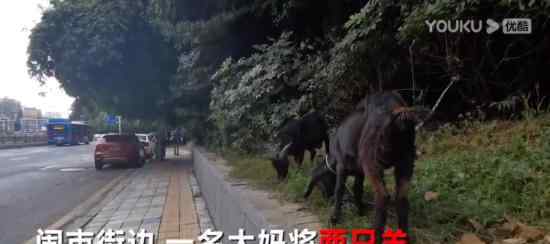 大妈闹市放羊啃食绿化带 网友暴躁开骂