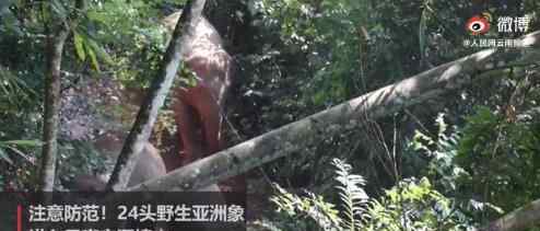 云南宁洱出现24头野生亚洲象 注意加强防范保护文章配图