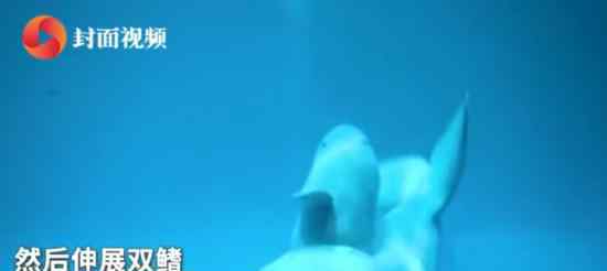 白鲸产子瞬间 它是怎样来到这个世界的