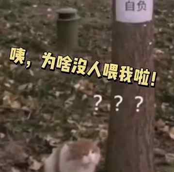 北大流浪猫因抓人被连贴12张告示 这意味着什么?文章配图