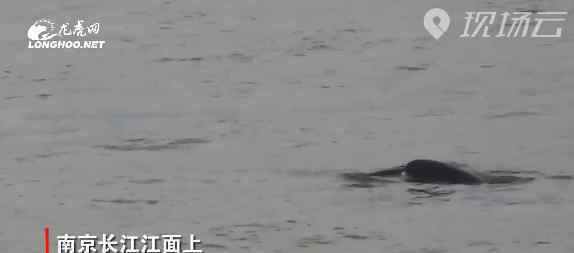 江豚宝宝长江戏水萌萌哒 事情经过真相揭秘！