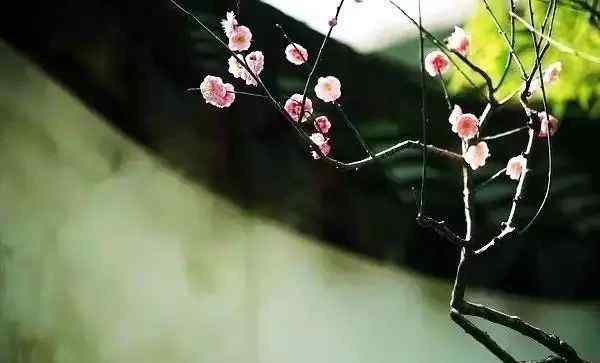 吟风弄月 李清照 | 感月吟风多少事，如今老去无成