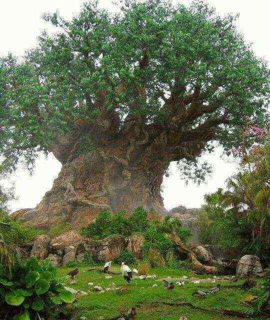 奇异的什么 世界上十大“奇异树木”, 什么奇形怪状的都有, 今天总算长见识了!
