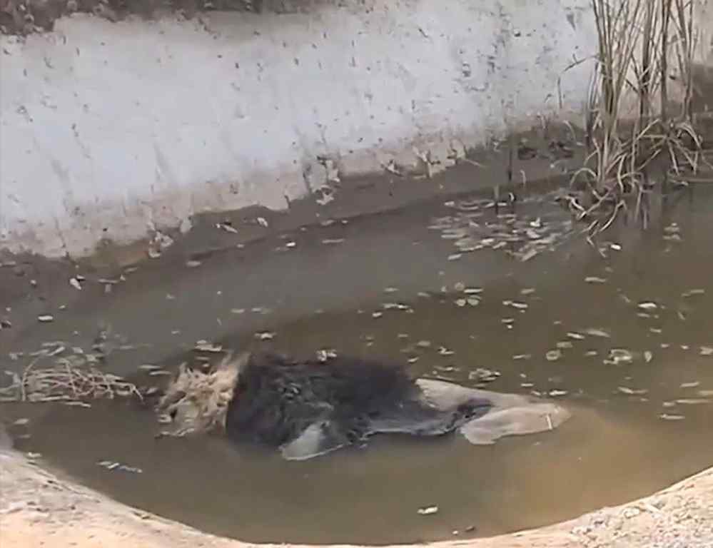 动物园回应狮子泡水池中疑似死亡 这意味着什么?