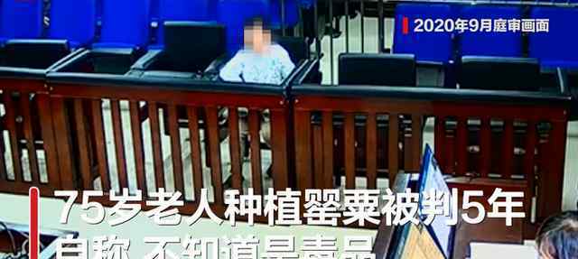 法院回应老人种罂粟被判5年 老人种罂粟被判刑
