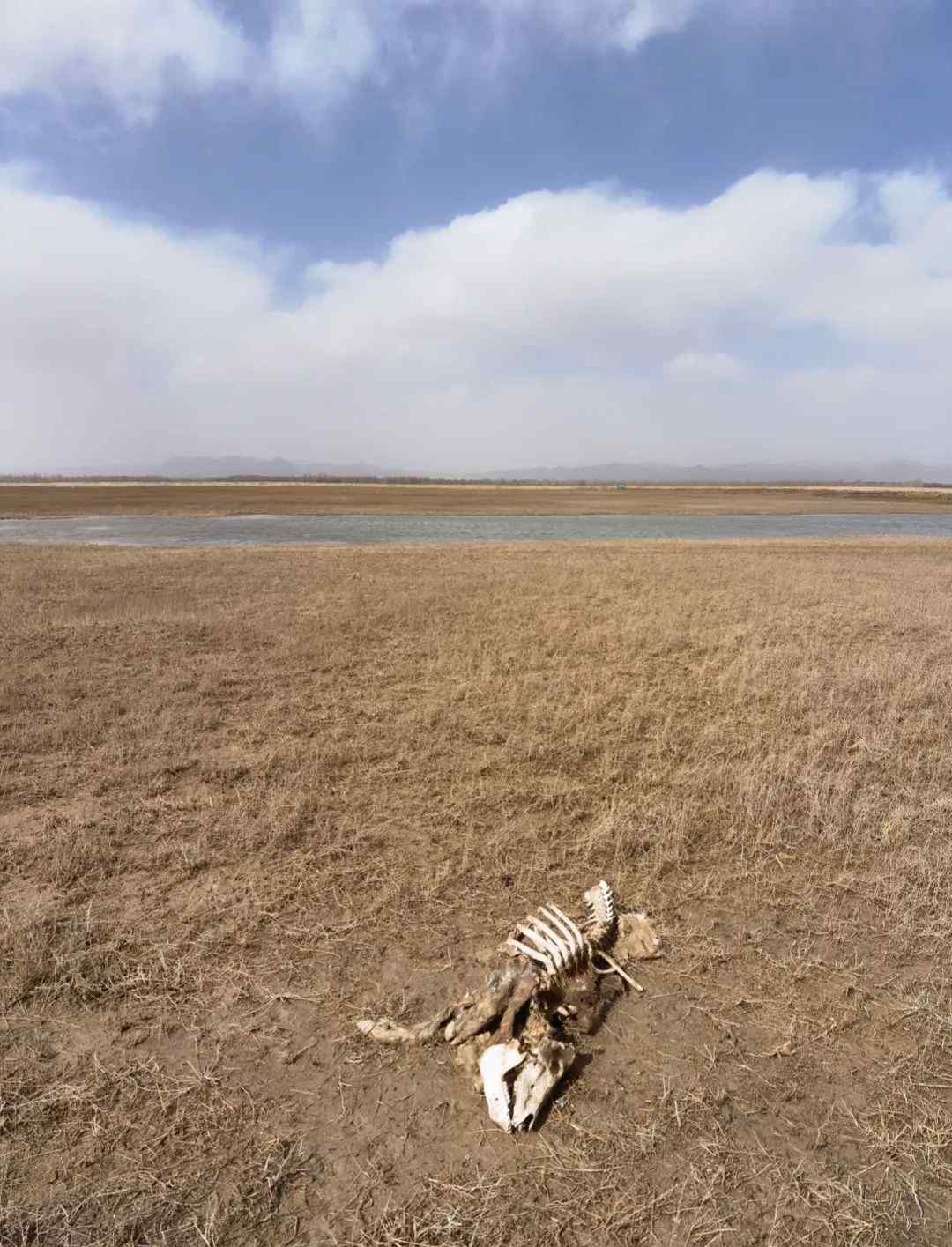 触目惊心！黄河大堤内哪来这么多死猪？有的直接风化成骨架