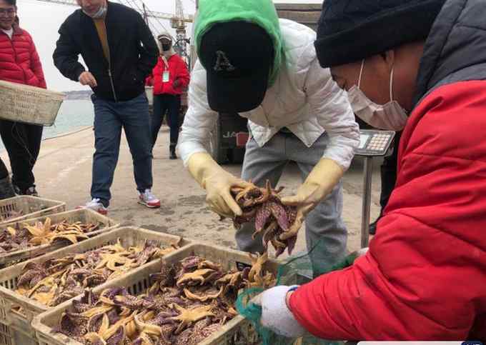 青岛胶州湾海星数量大幅减少 收购价上涨